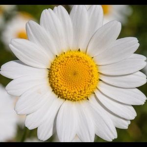 Meet your Posher, Diana